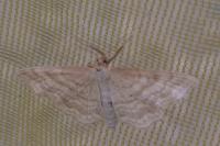 Idaea macilentaria