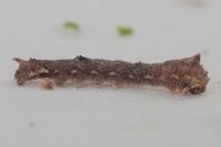 Agdistis tamaricis