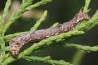 Agdistis tamaricis