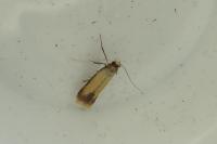 Coptotriche marginea