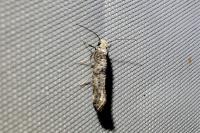 Paraswammerdamia nebulella