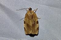 Choristoneura hebenstreitella