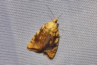 Aleimma loeflingiana