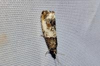 Notocelia rosaecolana