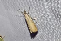 Chrysoteuchia culmella