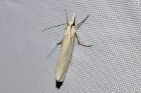 Crambus perlellus