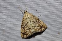 Evergestis pallidata