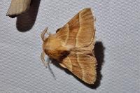 Malacosoma neustria
