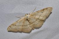 Idaea aversata