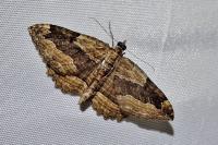 Philereme transversata