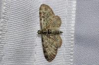 Pasiphila rectangulata