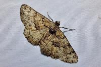 Peribatodes ilicaria