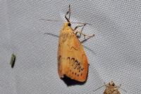 Miltochrista miniata