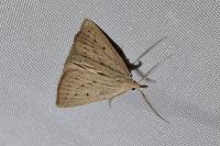 Macrochilo cribrumalis