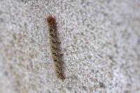 Lasiocampa quercus