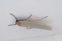 Manulea complana