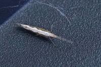 Plutella xylostella