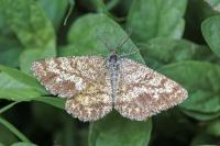 Ematurga atomaria
