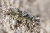 Zeiraphera isertana