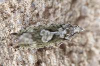 Zeiraphera isertana