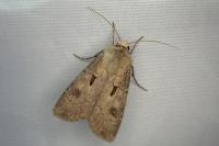 Agrotis exclamationis