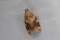 Archips xylosteana