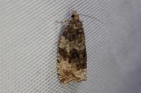 Celypha lacunana