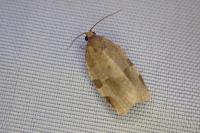 Choristoneura hebenstreitella