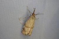 Chrysocrambus linetella