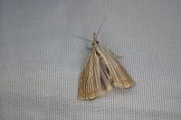 Chrysoteuchia culmella