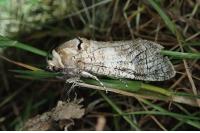 Cossus cossus