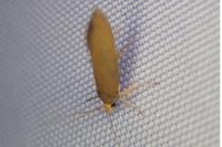 Crassa unitella