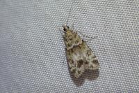 Eudonia mercurella