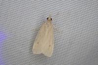 Eudonia pallida