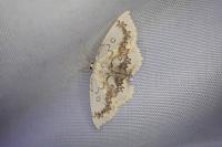 Cyclophora annularia
