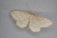 Idaea macilentaria