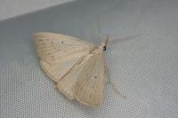 Macrochilo cribrumalis