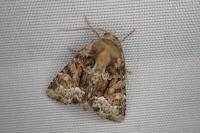 Oligia strigilis