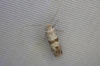 Scythropia crataegella