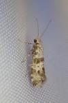 Scythropia crataegella