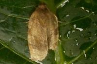 Choristoneura hebenstreitella