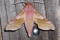 Deilephila porcellus