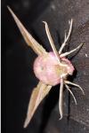Deilephila porcellus