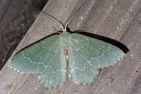 Hemithea aestivaria