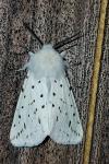 Spilosoma lubricipeda
