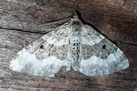 Epirrhoe alternata