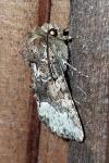 Oligia strigilis