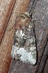 Oligia strigilis