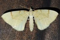 Gandaritis pyraliata