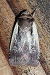 Ochropleura plecta
